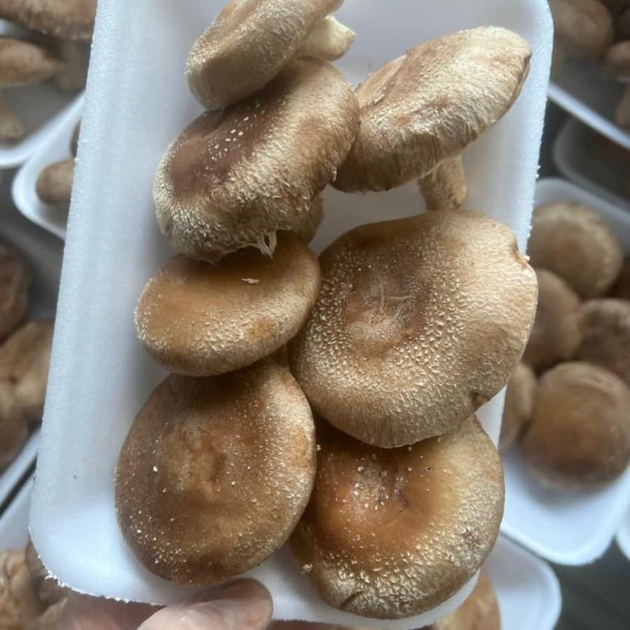 Cogumelos shiitake em bandeja